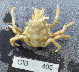  ( - CIB405)  @11 [ ] © Copyright Government of Canada (2016) Unspecified DFO