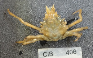  ( - CIB406)  @11 [ ] © Copyright Government of Canada (2016) Unspecified DFO