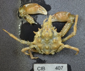  ( - CIB407)  @11 [ ] © Copyright Government of Canada (2016) Unspecified DFO