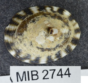  ( - MIB2744)  @11 [ ] © Copyright Government of Canada (2029) Unspecified DFO