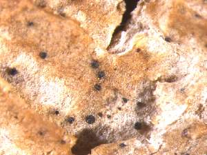  ( - CAP-FUN-004)  @11 [ ] CreativeCommons - Attribution Non-Commercial (2019) Unspecified Norwegian Institute for Nature Research