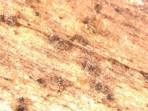  (Echinosphaeria sp - CAP-FUN-011)  @11 [ ] CreativeCommons - Attribution Non-Commercial (2019) Unspecified Norwegian Institute for Nature Research
