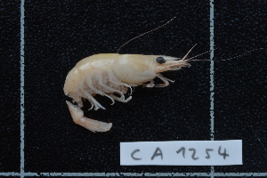  ( - CA1254)  @13 [ ] Copyright (2015) Valentin de Mazancourt Museum national d'histoire naturelle, Paris