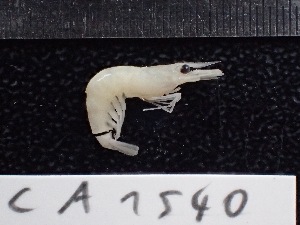  ( - CA1540)  @11 [ ] Copyright (2016) Valentin de Mazancourt Museum national d'histoire naturelle, Paris