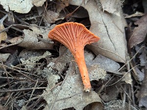  (Cantharellus cf. cinnabarinus - CCDB-48874-B11)  @11 [ ] CreativeCommons - Attribution Non-Commercial Share-Alike (2024) W.D. Van Hemessen Western University