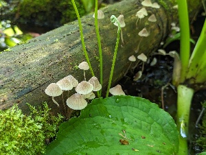  (Mycena cf. rubrotincta - CCDB-48874-C01)  @11 [ ] CreativeCommons - Attribution Non-Commercial Share-Alike (2024) W.D. Van Hemessen Western University