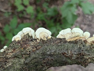  (Trametes cf. pubescens - CCDB-48874-H05)  @11 [ ] CreativeCommons - Attribution Non-Commercial Share-Alike (2024) W.D. Van Hemessen Western University