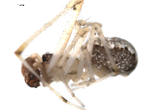  ( - PCANA2-A09)  @12 [ ] CreativeCommons - Attribution (2010) CBG Photography Group Centre for Biodiversity Genomics