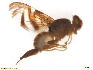  ( - BCABG04)  @13 [ ] CreativeCommons - Attribution (2017) Henry Troya Agrocalidad