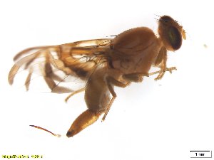  ( - BCABG09)  @13 [ ] CreativeCommons - Attribution (2017) Henry Troya Agrocalidad