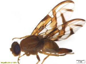  ( - BCE1116011)  @13 [ ] CreativeCommons - Attribution (2017) Henry Troya Agrocalidad