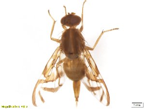  ( - BCE1118136)  @13 [ ] CreativeCommons - Attribution (2017) Henry Troya Agrocalidad