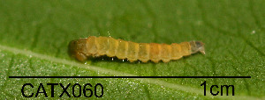  (LepidopteraGEN sp. AAL8325 - USNM ENT 00704296)  @12 [ ] Unspecified (default): All Rights Reserved  Unspecified Unspecified