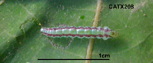  (LepidopteraGEN sp. AAL8380 - USNM ENT 00704434)  @12 [ ] Unspecified (default): All Rights Reserved  Unspecified Unspecified