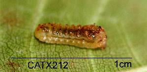  (LepidopteraGEN sp. AAZ8620 - USNM ENT 00704302)  @12 [ ] Unspecified (default): All Rights Reserved  Unspecified Unspecified
