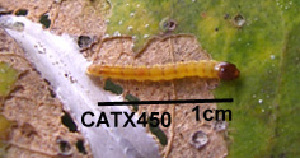  (LepidopteraGEN sp. AAL8369 - USNM ENT 00704489)  @12 [ ] Unspecified (default): All Rights Reserved  Unspecified Unspecified