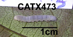  (LepidopteraGEN sp. AAL8375 - USNM ENT 00704528)  @12 [ ] Unspecified (default): All Rights Reserved  Unspecified Unspecified