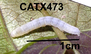  (LepidopteraGEN sp. AAL8375 - USNM ENT 00704528)  @12 [ ] Unspecified (default): All Rights Reserved  Unspecified Unspecified