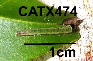  (LepidopteraGEN sp. AAL8381 - USNM ENT 00704497)  @12 [ ] Unspecified (default): All Rights Reserved  Unspecified Unspecified