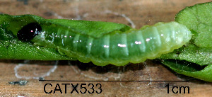  (LepidopteraGEN sp. AAL8378 - USNM ENT 00704424)  @12 [ ] Unspecified (default): All Rights Reserved  Unspecified Unspecified