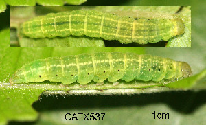  (LepidopteraGEN sp. AAL8340 - USNM ENT 00704361)  @12 [ ] Unspecified (default): All Rights Reserved  Unspecified Unspecified