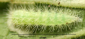  (LepidopteraGEN sp. AAL8428 - USNM ENT 00704610)  @12 [ ] Unspecified (default): All Rights Reserved  Unspecified Unspecified