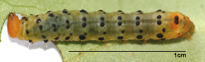  (LepidopteraGEN sp. AAL8426 - USNM ENT 00704614)  @13 [ ] Unspecified (default): All Rights Reserved  Unspecified Unspecified