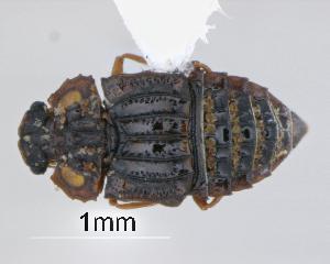  (Peplomicrus - GR0183)  @11 [ ] c (2023) Vasily Grebennikov CFIA
