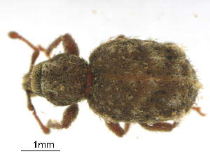  (Dasydema annucella - GR0481)  @11 [ ] c (2024) Vasily Grebennikov CFIA