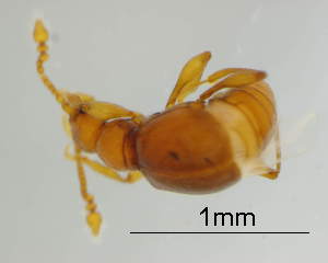  (Auchenotropis - GR0865)  @11 [ ] c (2025) Vasily Grebennikov CFIA