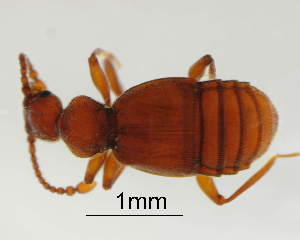  (Trichonyx sulcicollia - GR0905)  @11 [ ] c (2025) Vasily Grebennikov CFIA