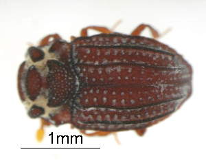  (Axiocerylon - GR1024)  @11 [ ] c (2025) Vasily Grebennikov CFIA