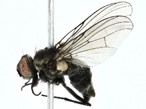  ( - BIOUG85284-E03)  @11 [ ] CreativeCommons - Attribution (2022) CBG Photography Group Centre for Biodiversity Genomics