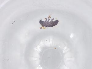  ( - BIOUG86944-D03)  @11 [ ] CreativeCommons - Attribution (2022) Centre for Biodiversity Genomics Centre for Biodiversity Genomics