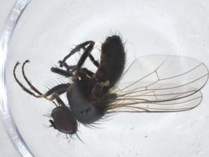  ( - CBG-A11493-E08)  @11 [ ] CreativeCommons - Attribution Share - Alike (2023) Centre for Biodiversity Genomics Centre for Biodiversity Genomics