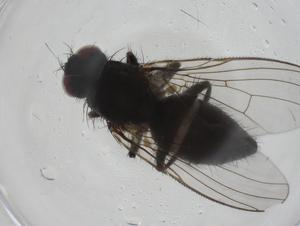  ( - CBG-A11494-D07)  @11 [ ] CreativeCommons - Attribution Share - Alike (2023) Centre for Biodiversity Genomics Centre for Biodiversity Genomics