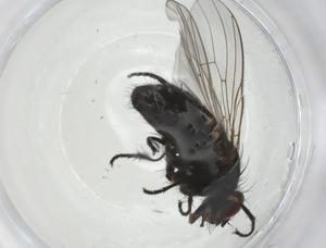  ( - CBG-A11495-A06)  @11 [ ] CreativeCommons - Attribution Share - Alike (2023) Centre for Biodiversity Genomics Centre for Biodiversity Genomics