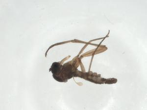  ( - CBG-A24746-D09)  @11 [ ] CreativeCommons - Attribution Share - Alike (2024) Centre for Biodiversity Genomics Centre for Biodiversity Genomics