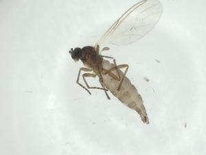  ( - CBG-A24748-C04)  @11 [ ] CreativeCommons - Attribution Share - Alike (2024) Centre for Biodiversity Genomics Centre for Biodiversity Genomics