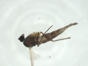  ( - CBG-A24748-G12)  @11 [ ] CreativeCommons - Attribution Share - Alike (2024) Centre for Biodiversity Genomics Centre for Biodiversity Genomics