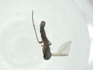  ( - CBG-A24749-B05)  @11 [ ] CreativeCommons - Attribution Share - Alike (2024) Centre for Biodiversity Genomics Centre for Biodiversity Genomics