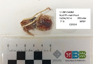  ( - CBB-300384)  @11 [ ] CreativeCommons  Attribution (by) (2025) Unspecified Universitat de les Illes Balears