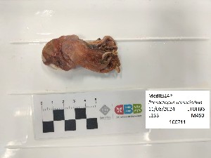  ( - CBB-300656)  @11 [ ] CreativeCommons  Attribution (by) (2025) Unspecified Universitat de les Illes Balears