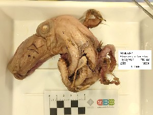  ( - CBB-300701)  @11 [ ] CreativeCommons  Attribution (by) (2025) Unspecified Universitat de les Illes Balears