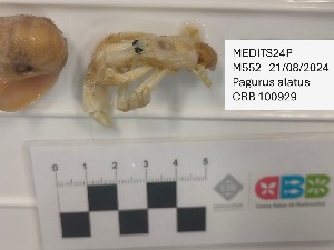  ( - CBB-300643)  @11 [ ] CreativeCommons  Attribution (by) (2036) Unspecified Universitat de les Illes Balears