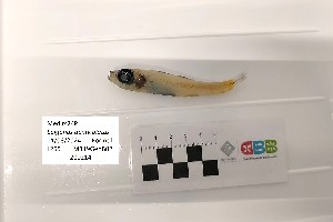  ( - CBB-300464)  @11 [ ] CreativeCommons  Attribution (by) (2025) Unspecified Universitat de les Illes Balears