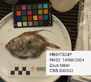  ( - CBB-300553)  @11 [ ] CreativeCommons  Attribution (by) (2025) Unspecified Universitat de les Illes Balears