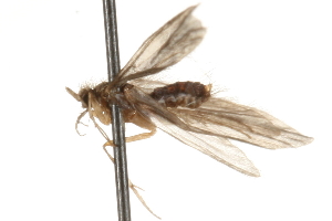  ( - 09CBCAD-037)  @12 [ ] CreativeCommons - Attribution (2010) CBG Photography Group Centre for Biodiversity Genomics