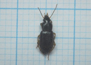  ( - Carabidae 019)  @11 [ ] CreativeCommons  Attribution Share-Alike (2021) Lucija Seric Jelaska University of Zagreb, Faculty of Science, Department of Biology