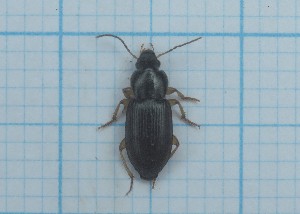  ( - Carabidae 021)  @11 [ ] CreativeCommons  Attribution Share-Alike (2021) Lucija Seric Jelaska University of Zagreb, Faculty of Science, Department of Biology